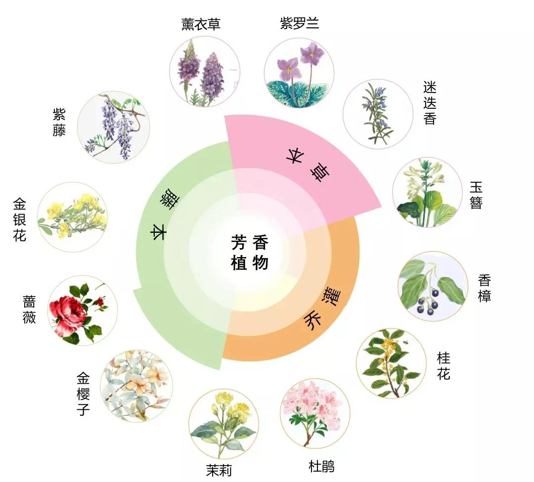 )芳香疗法的方式主要有三种。(图1)